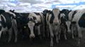 Продажа коров дойных, нетелей молочных пород